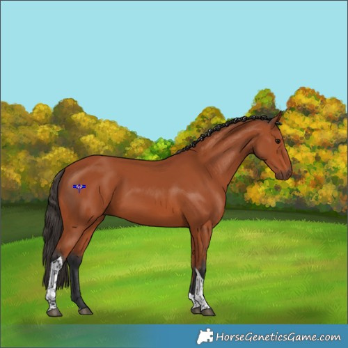Horse Color:Bay Tobiano Rabicano 