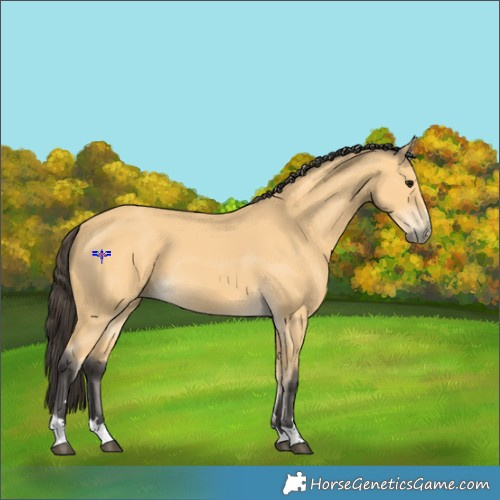 Horse Color:Buckskin 