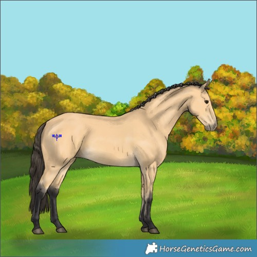 Horse Color:Buckskin 