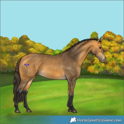Horse Color:Buckskin 