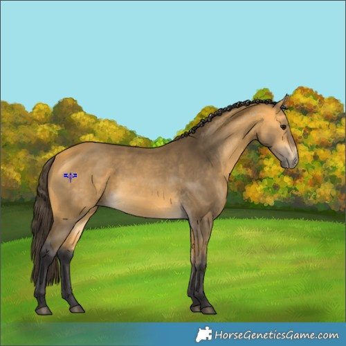 Horse Color:Buckskin 