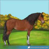 Horse Color:Bay Tobiano Rabicano