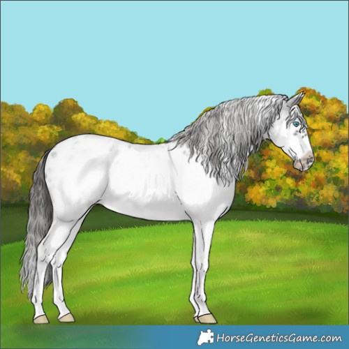 Horse Color:White Spotted Blue Roan Splash Frame Appaloosa 