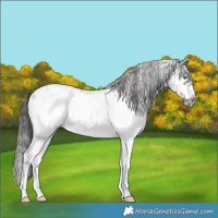 Horse Color:White Spotted Blue Roan Splash Frame Appaloosa