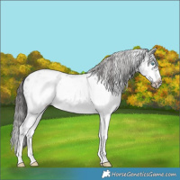 Horse Color:White Spotted Blue Roan Splash Frame Appaloosa 