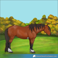 Horse Color:Bay Tobiano Rabicano 