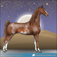 Horse Color:White Spotted Chestnut Frame 
