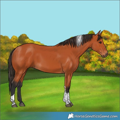 Horse Color:Bay Tobiano Rabicano 
