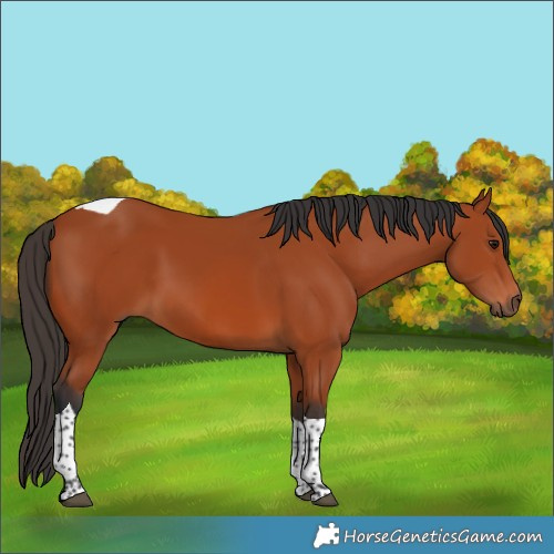 Horse Color:Bay Tobiano Rabicano 