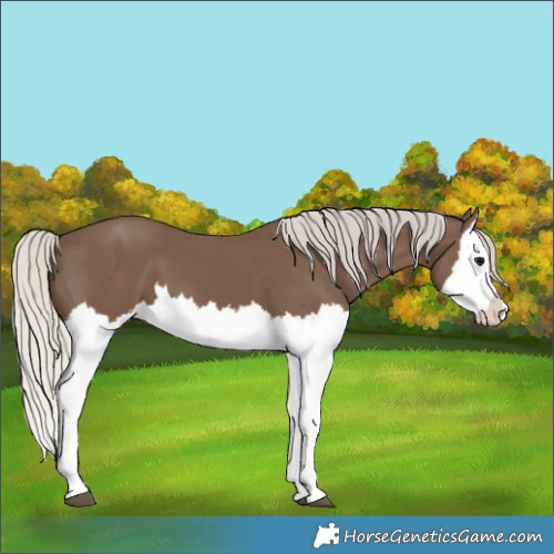 Horse Color:Silver Black Splash 