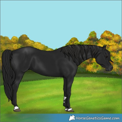 Horse Color:Gray Black