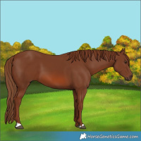 Horse Color:Chestnut 