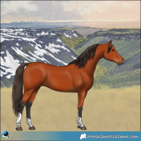 Horse Color:Bay Tobiano Rabicano 