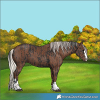 Horse Color:Black  and Silver Black 