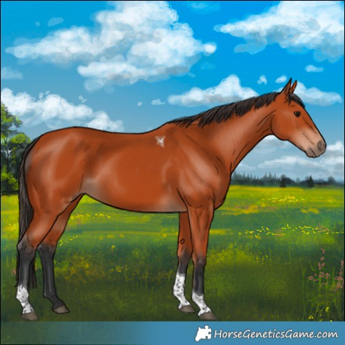 Horse Color:Bay Tobiano Rabicano