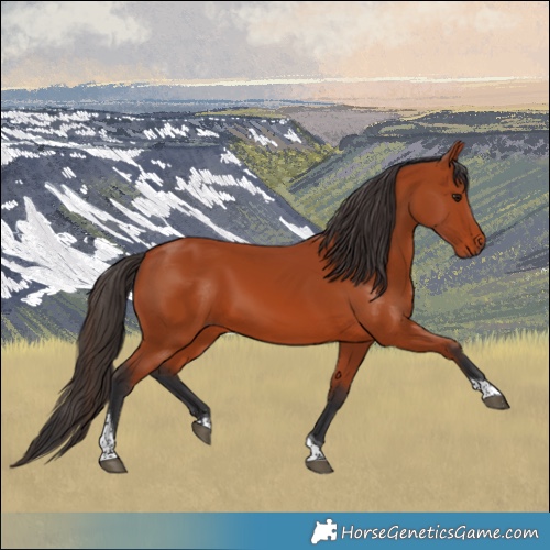 Horse Color:Bay Tobiano Rabicano 