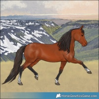 Horse Color:Bay Tobiano Rabicano