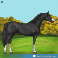 Horse Color:Black 