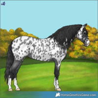 Horse Color:Blue Roan Appaloosa 