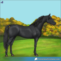 Horse Color:Black 