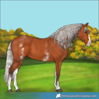 Horse Color:White Spotted Silver Bay Splash