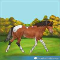 Horse Color:Bay Tobiano Rabicano 