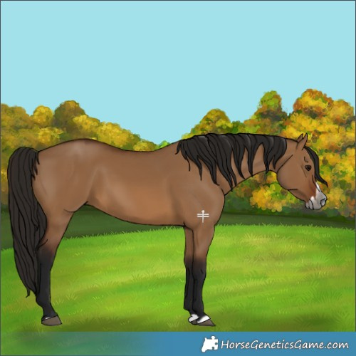Horse Color:Gray Bay Dun Splash 
