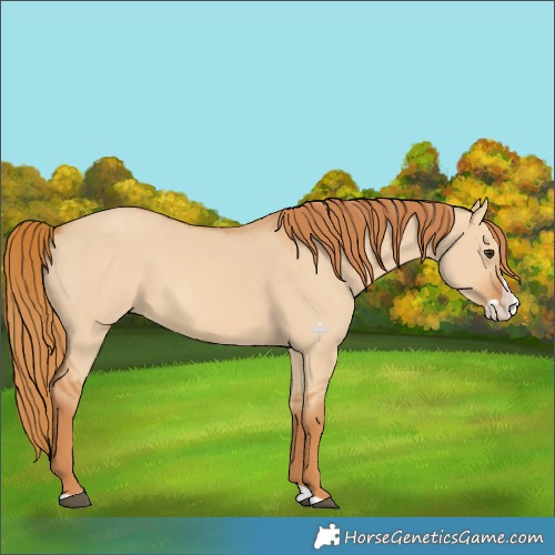 Horse Color:Red Dun Splash 