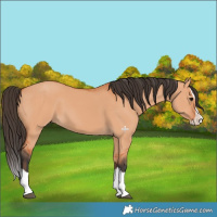 Horse Color:Bay Dun Splash 