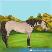 Horse Color:Bay Dun Splash