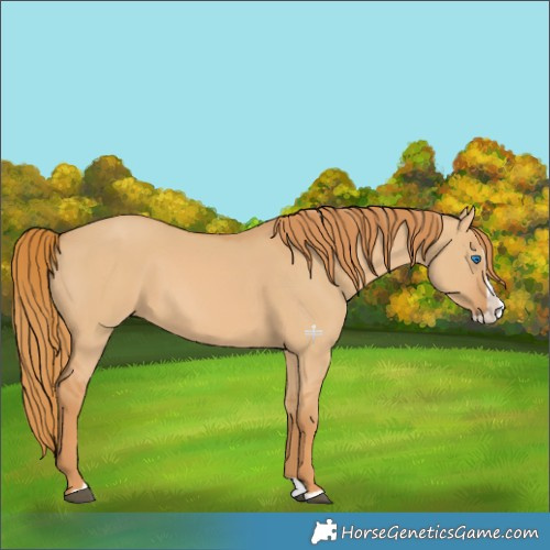 Horse Color:Red Dun Splash 