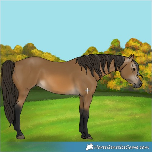 Horse Color:Gray Buckskin 