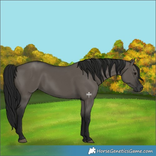 Horse Color:Gray Smoky Grullo 