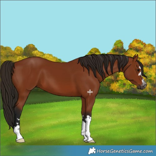 Horse Color:Gray Bay 