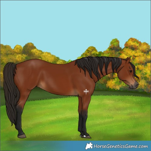 Horse Color:Gray Bay 