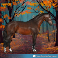 Horse Color:Gray Bay 