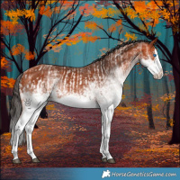 Horse Color:White Spotted Bay Splash  and White Spotted Bay Splash 