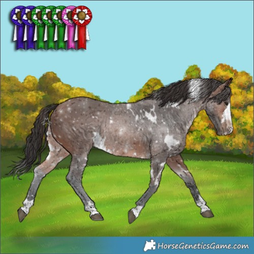 Horse Color:White Spotted Brown Rabicano 