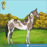 Horse Color:White Spotted Brown Dun Tobiano 
