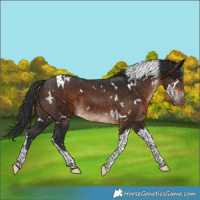 Horse Color:White Spotted Brown Tobiano 