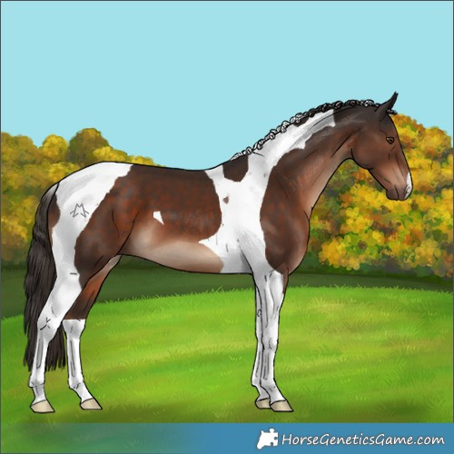 Horse Color:Liver Chestnut Tobiano 