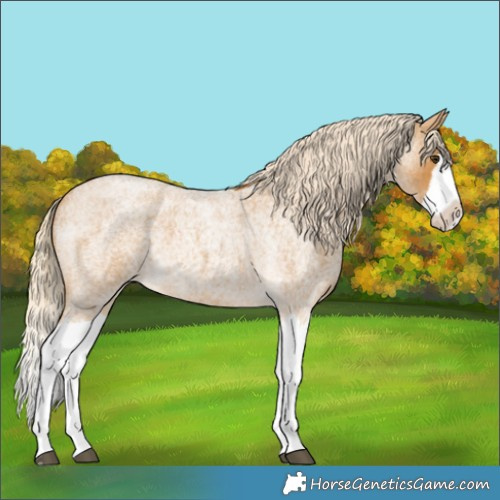 Horse Color:Palomino Roan Splash