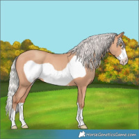 Horse Color:Silver Amber Champagne Frame 