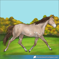Horse Color:White Spotted Bay Pearl Dun Sabino Rabicano 
