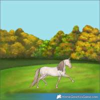 Horse Color:Gold Champagne Roan Dun Rabicano 