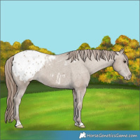 Horse Color:Classic Champagne Appaloosa Rabicano 