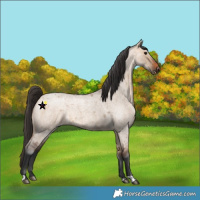 Horse Color:Bay Roan Dun