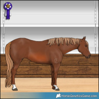 Horse Color:Chestnut 