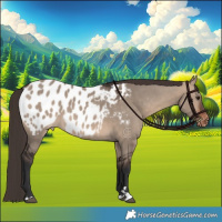 Horse Color:Brown Dun Appaloosa 