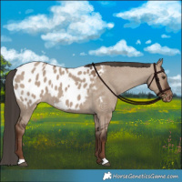 Horse Color:Liver Red Dun Blanket 